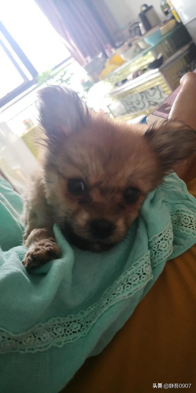 宠物去世后你会以何种方式处理呢？插图8