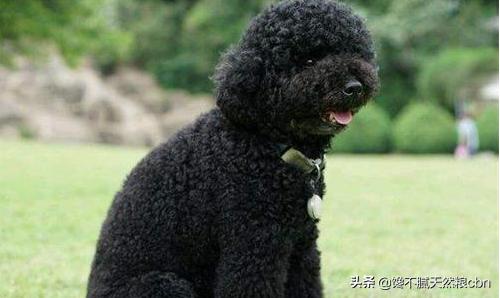 泰迪犬价格百度经验:泰迪犬的价格会受到什么因素的影响？