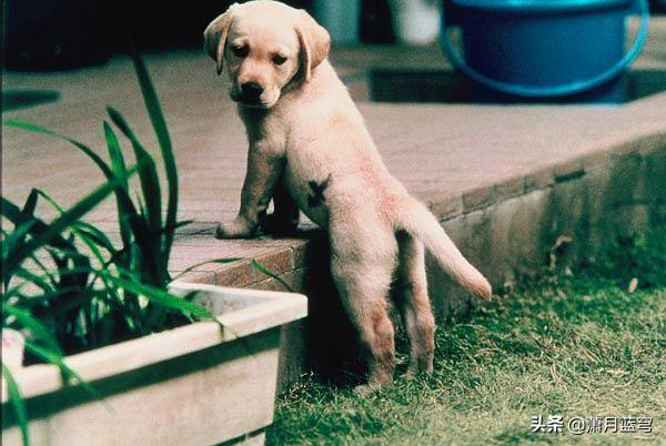 奥达猎犬好养吗:奥达猎犬优点和缺点 想养狗，推荐几种一养就熟的有没有？