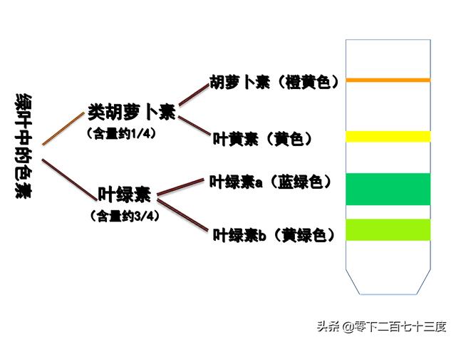 依据功能不同,光合色素可分成聚光色素和反应中心色素两类.