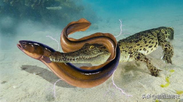 巨骨舌鱼是保护动物吗，亚马逊河最恐怖的动物是什么？