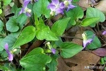 能推荐一些早期经典的古风歌吗？