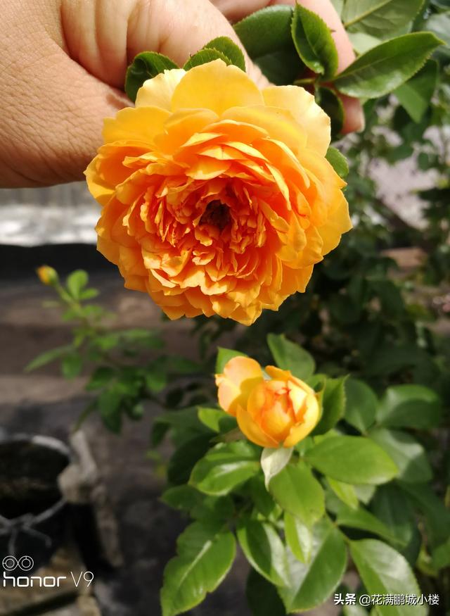 最香的几款月季品种是什么？插图36