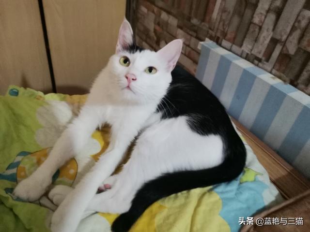 家家猫:家家猫电视购物 被猫抓伤后，需要注射狂犬疫苗吗？