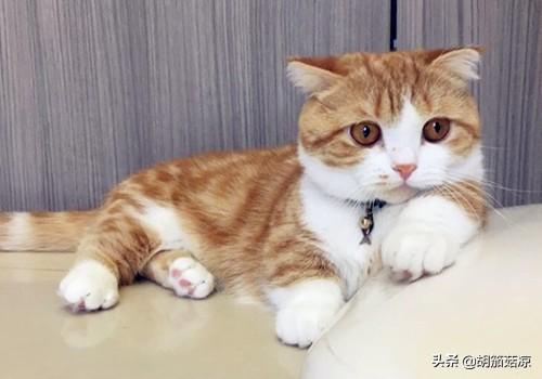 什么猫容易有泪痕:美短泪痕是什么样的，美短泪痕重是什么原因？