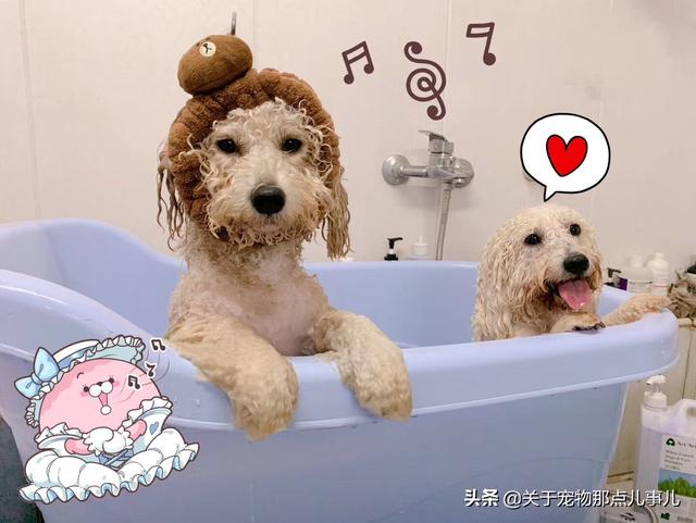 蝙蝠猫猫与超级狗狗:猫与狗为什么天生就是死对头？