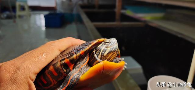 乌龟的种类与名称:所有龟类的寿命都很长吗？