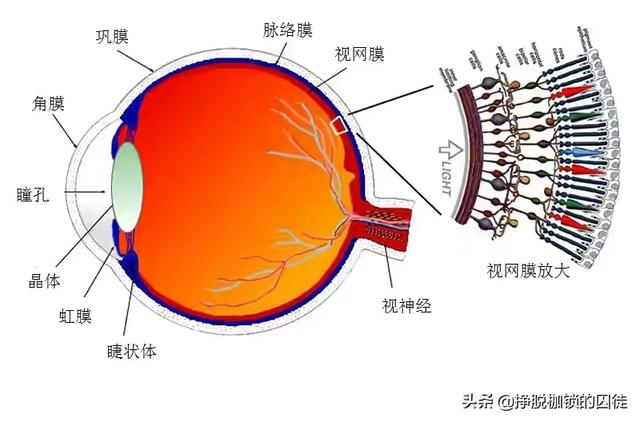 猫看见死亡的双眼剧情解析:人死了，眼球还能映入影像吗？ 猫看见死亡的双眼在线观看 完整版