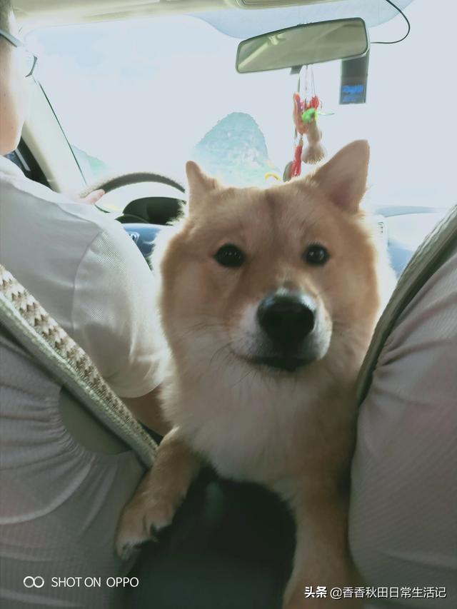 拉不拉多狗怎么训练:求助:拉布拉多幼犬怎么训练去卫生间大小便？