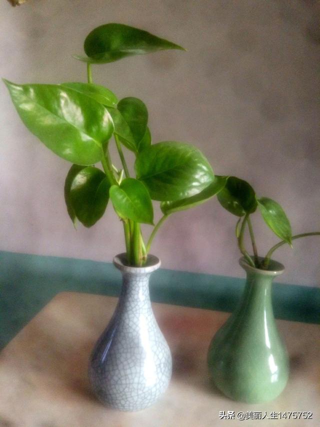 可不可以推荐几种好养又好看的花草？