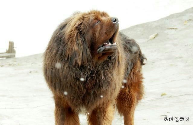 班克尔犬 蒙古獒:藏獒价格跌到冰点！是有钱人不稀罕了！还是本来就是资本游戏？