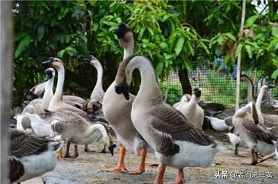 黄鼠狼的天敌:你认为黄鼠狼的克星是什么？有何科学依据？
