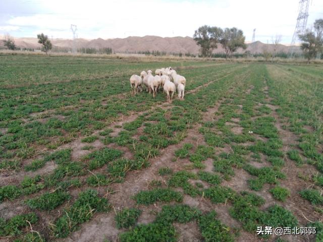 竹鼠图片:竹鼠图片 野生 有人说农村养殖竹鼠是骗局，到底是不是真的？