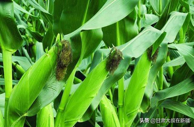 玉米到了后期还要浇吗？插图44