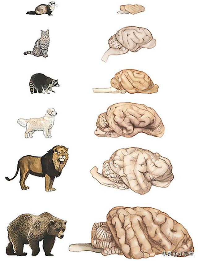 美洲长尾虎猫购买:熊科VS猫科VS犬科，谁厉害？