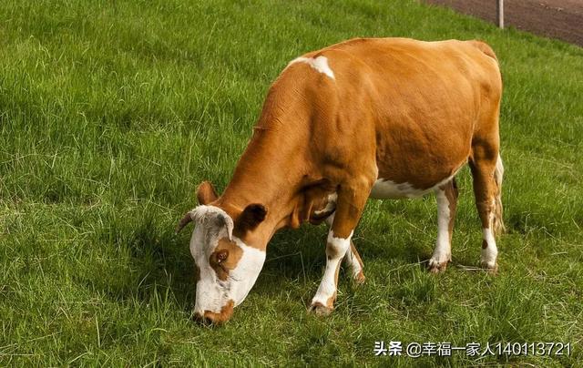 养牛知识大全视频播放:人一辈子就做一件事养牛，养1万头牛，也能成千万富翁吗？