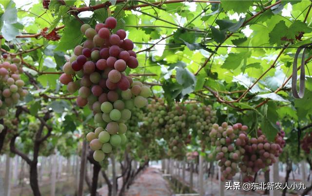 红乳葡萄种植视频:致富经葡萄种植视频 露天红宝石葡萄前期怎样管理？