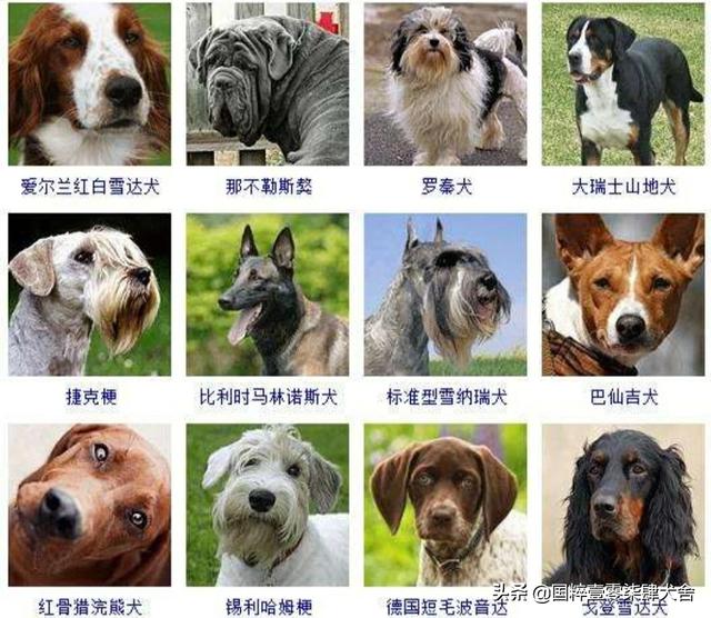 全世界狗的品种那么多,而且长得千奇百怪,那么所有狗的共同特征是什么呢？