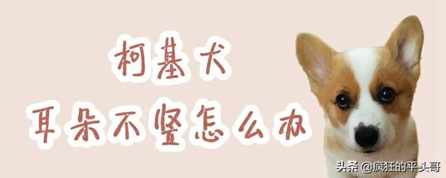 柯基犬怎么训练:我家小柯基突然一只耳朵不立了怎么回事？有什么方法让它立起来？