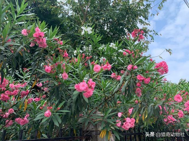 鸡母珠:你认为地球上最毒的植物是哪种