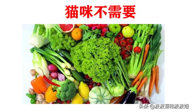 猫咪吃西瓜桃香瓜可以吗:猫咪可以吃香瓜吗 对猫咪有益的食材有哪些？