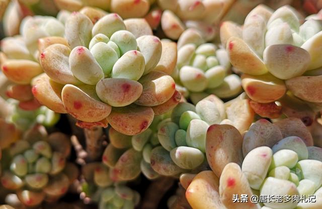 罗琦老公:多肉劳尔和罗琦有什么区别？