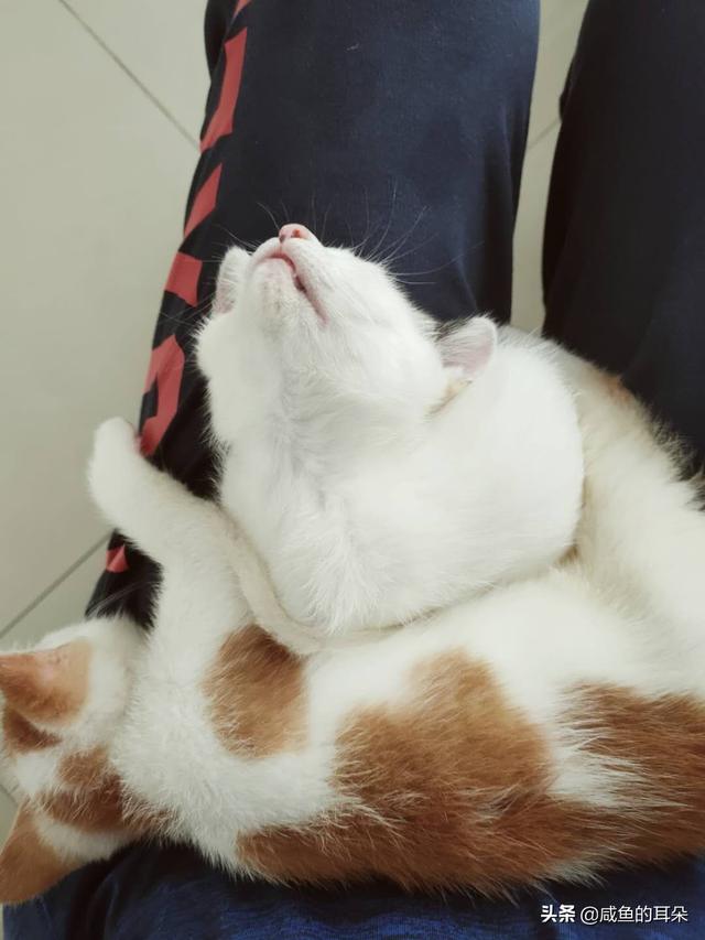 波斯猫儿:有哪一瞬间你觉得被猫咪萌化了？