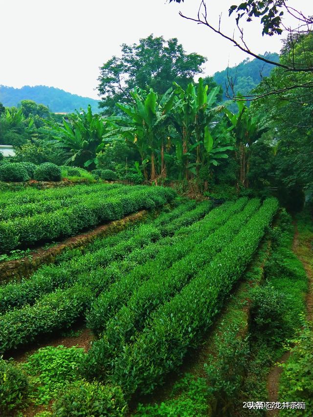 乐果农药的残留期长吗:茶叶种植过程是否需要打农药？有农药残留问题么？