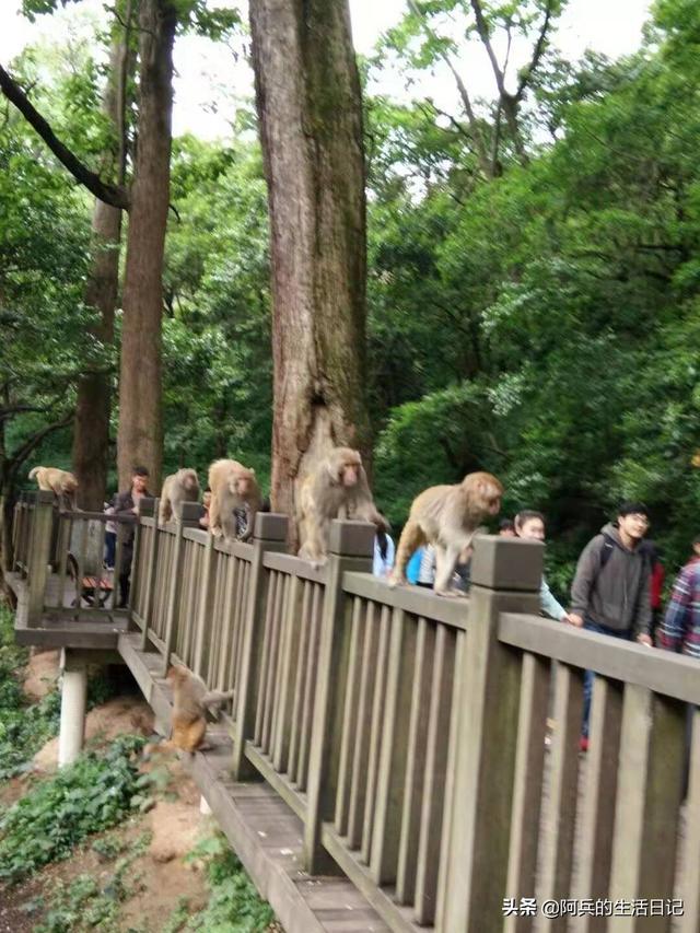黑喉草雀贵阳:贵阳黔灵山公园怎么样？好不好玩？