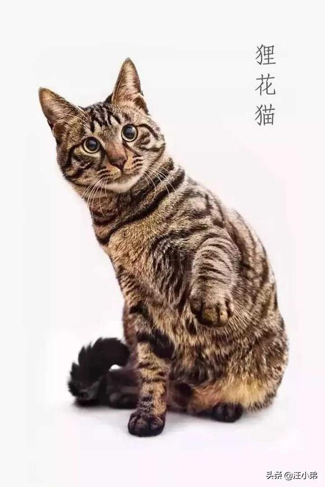 狸花猫的野性有多大？插图51