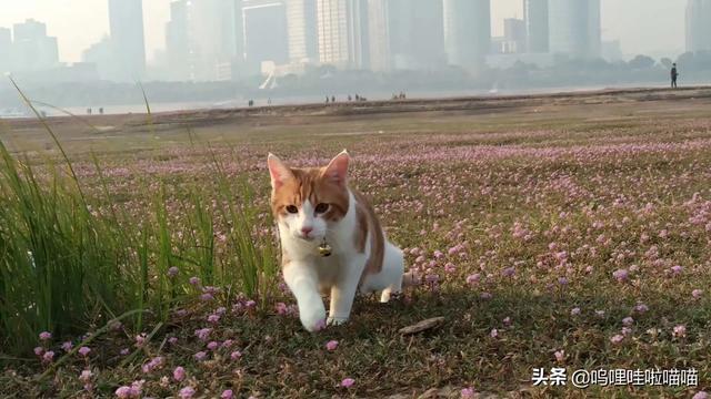 小香猪一抱就叫:我家的猫咪好像很怕人，一抱起来就叫，怎么办？