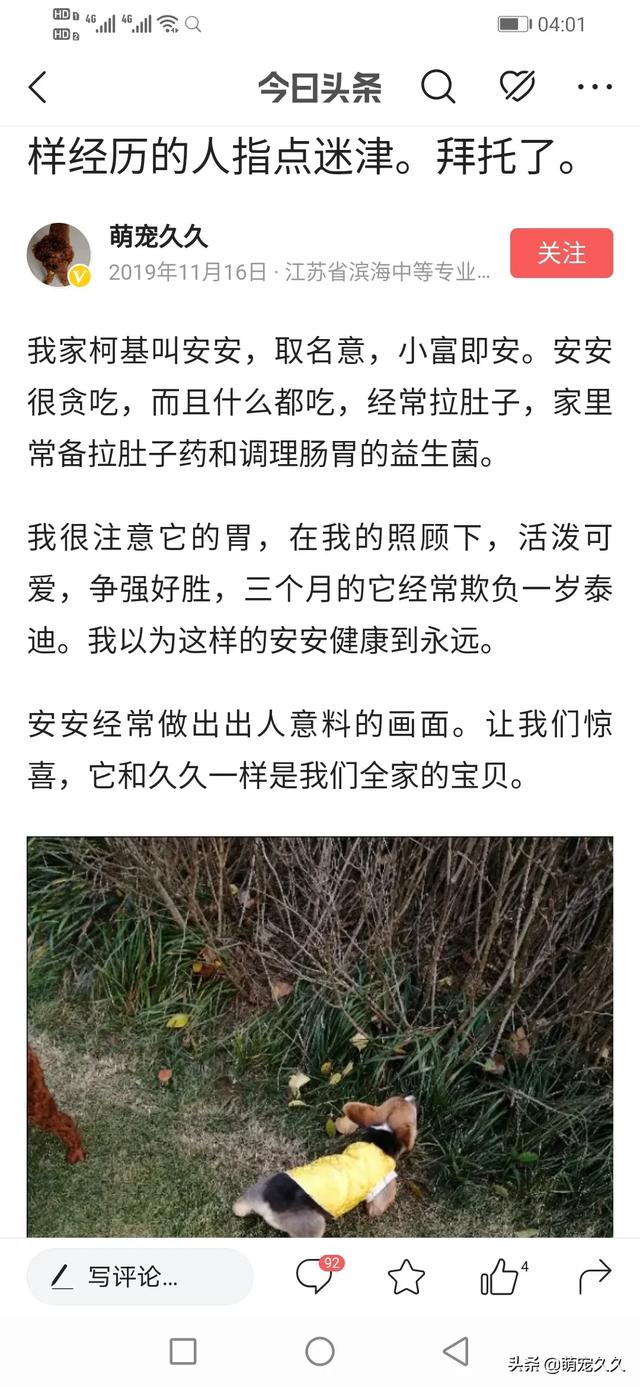 狗的细小潜伏期多久:宠物狗得了细小之后多久可以正常进食？