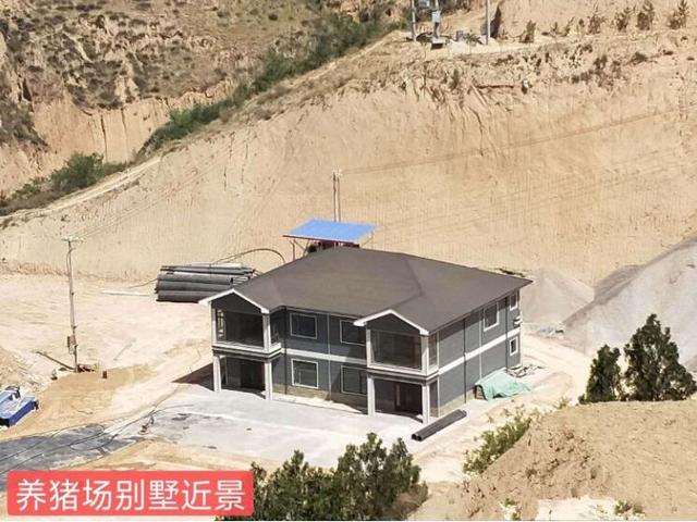 山西购买藏獒事件:这些年被不良繁殖人玩坏的狗有哪些？