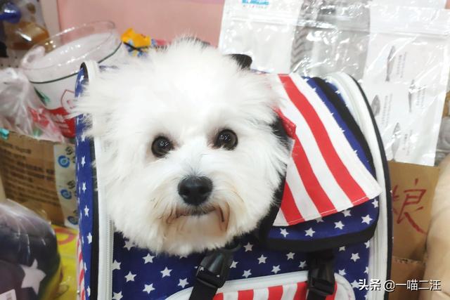 米格鲁犬遛弯能放狗绳吗:浙江宁波新规惹争议，遛狗必须纤绳戴嘴套，你支持吗？