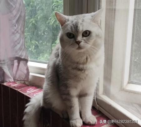 犬饲先生养狗记详情介绍:一个人住适合养猫或者狗吗？