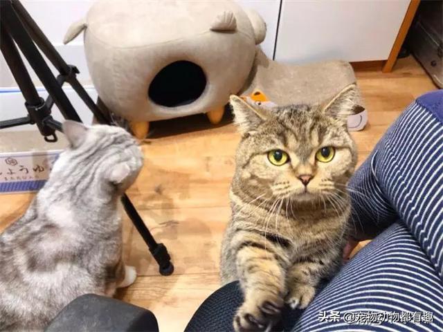 各位铲屎官们,1K以下能买哪些猫咪？买什么比较好？