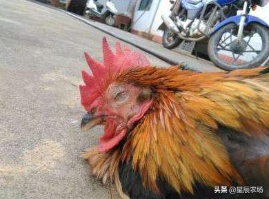 土霉素说明书:土霉素说明书用法用量 鸡闭眼缩头精神不振是什么病？吃什么药？