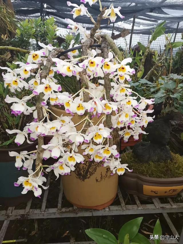 石斛图片,石斛的种类包括哪些？作用各有何不同？