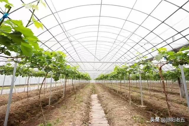 南方葡萄种植技术大全:甜蜜蓝宝石葡萄种植条件蓝宝石葡萄南方能种活吗？