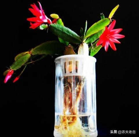 假昙花为什么不开花:假昙花为什么不开花呢 一直水培的假昙花可用土栽吗？注意什么？