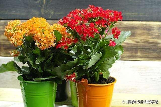 小型观花植物:有哪些适合秋冬观花的室内植物？