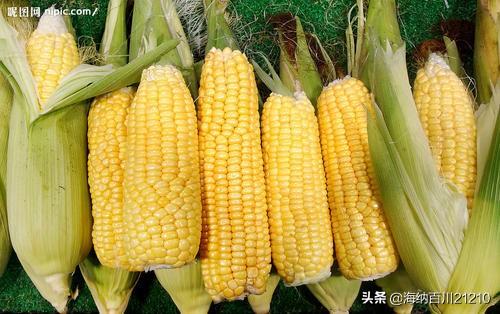 农村种植致富都有哪些好项目？未来发展前景如何？