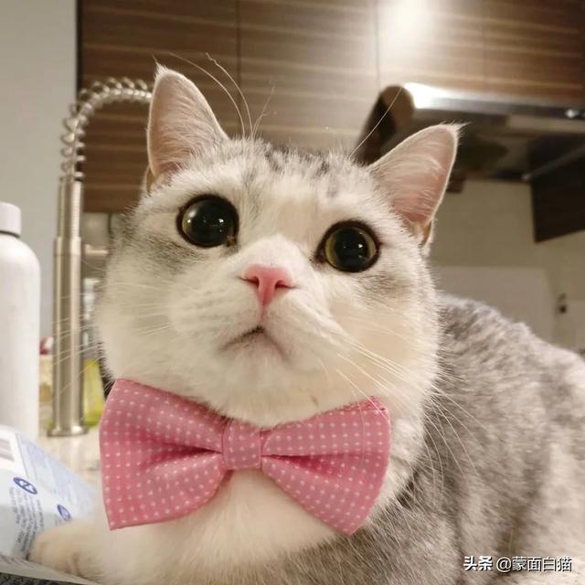 为什么晚上睡觉时猫咪总喜欢靠近自己的头，而且咕噜声还很大？插图16