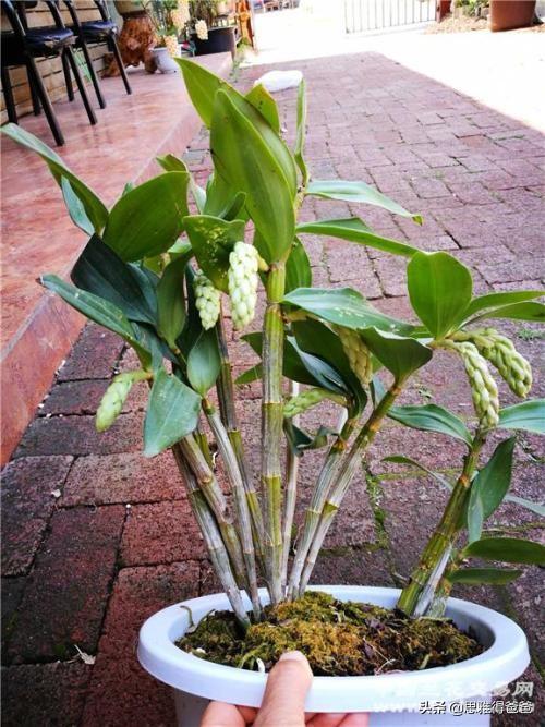 头条问答 - 球花石斛夏季可以栽种吗?(16个回答)