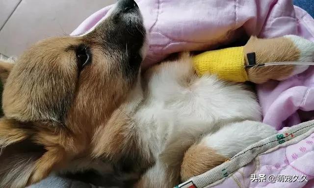 狗的细小潜伏期多久:宠物狗得了细小之后多久可以正常进食？