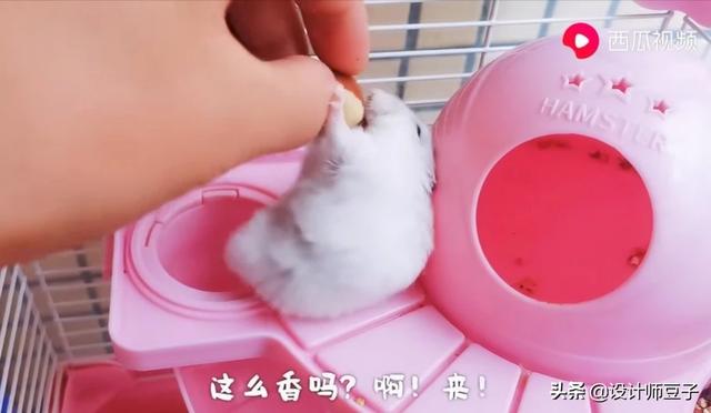 宠物:养宠物对我们的生活、工作、身心有哪些影响呢？ 宠物搞笑视频