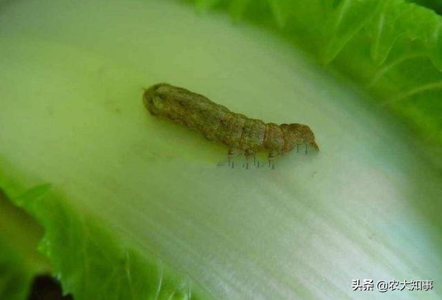 头条问答 农村种植大白菜 主要虫害的 物理 防治措施具体是怎样的 农大知事的回答 0赞