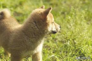狗发烧的症状鼻头凉:天气骤冷，狗狗发烧感冒应对手册？