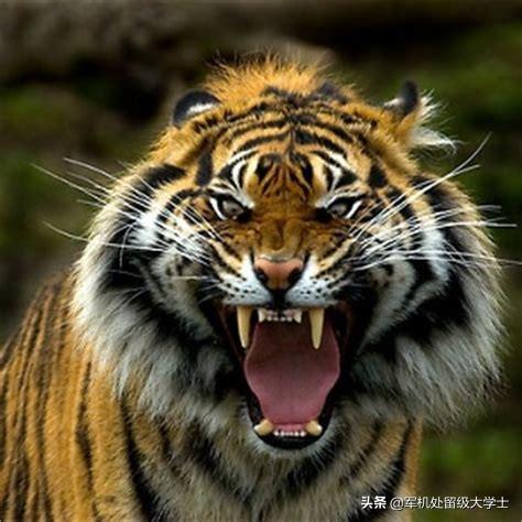 懒猴咬了一口用打针吗:被懒猴咬了该怎么办 被老虎咬了一口要去医院打针吗？