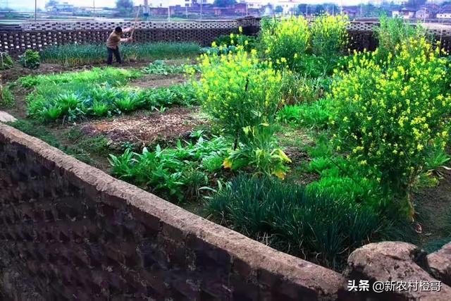 阳光少的地方适合种什么菜？